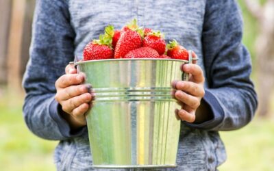 Ile naprawdę można zarobić na zbieraniu truskawek?