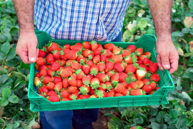 Jak wygląda praca przy zbiorze truskawek w Niemczech?