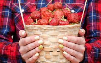 Jak wygląda zbiór truskawek w Niemczech?